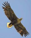 White-tailed eagles to soar once again over Exmoor2