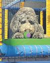 Softplay centre for pets ‘mad in a good way’6