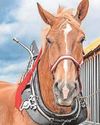 Heavy horses due to be stars of show circuit Heavy horses due to be stars of show circuit20