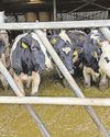 Livestock ban for farmer over cruelty Livestock ban for farmer over cruelty0