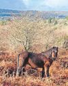 Row deepens over future of ponies grazing Dartmoor Row deepens over future of ponies grazing Dartmoor8