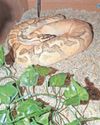 Missing python may be somewhere in Bodmin13