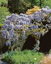 Spring is blooming in stunning National Trust garden Spring is blooming in stunning National Trust garden2