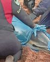 Dolphin rescued after beaching15