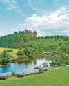 Major tree felling operation at popular Dartmoor beauty spot4