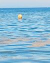 Suspected sewage spill turns out to be naturally-occurring algae bloom16