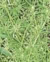 WEED WOES40