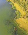 Partners to use funding to work on ways to treat algae earlier28