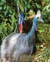 Towering birds meet for the first time as love blooms19