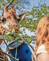 Backlash after zoo introduces entry fee for toddlers5