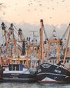 Bumper catch for council as fish toll revenue exceeds estimates8