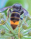 Beekeepers on high alert for Asian hornets2