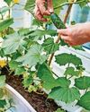PAT'S THE WAY TO GROW YOUR OWN22
