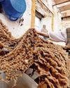 Rebecca's mission to save rare sheep breed13