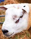 College research key to Sustain Sheep project26