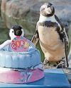 Spneb, world's 'oldest' Humboldt penguin, marks her 37th birthday Spneb, world's 'oldest' Humboldt penguin, marks her 37th birthday