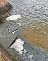 Anger over sewage pollution spotted in St Ives Bay Anger over sewage pollution spotted in St Ives Bay