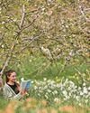 Something very interesting is happening with wild apples down in West Cornwall Something very interesting is happening with wild apples down in West Cornwall