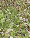 Project working to restore the Fal catchment area with innovative source-to-sea initiative30