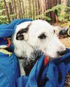 Rescued Reggie a lucky dog after 100ft plunge Sunday Mail