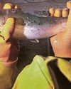 Fish farm giants reel in £5.5m handouts29