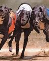 TV's Chris: Pack in the dog racing28