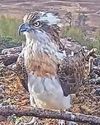 Osprey star back to breed25