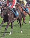 Montezuma to rule the roost again for Goldie in Musselburgh closer41