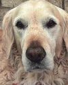 Lifesaving blood donor Bailey is top of the pups Lifesaving blood donor Bailey is top of the pups15