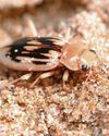 Hunt is on to rediscover elusive beetle hoped to be on beaches18