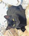 Dealing with my cat Cleo's Hannibal Lecter tendancies Express and Echo