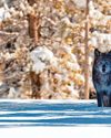 Talk a walk on the wild side with exhibition at RAMM Express and Echo