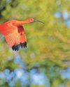 Bright spot Couple exploring county capture sight of rare and colourful bird Bright spot Couple exploring county capture sight of rare and colourful bird1