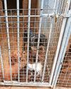 Animal ban Dogs found in cramped and filthy conditions5