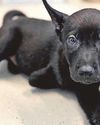 Puppy love Little Reef in need of care and support at rescue centre1