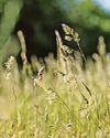 Nitrogen-fertilised grass may be more likely to trigger hay fever Nitrogen-fertilised grass may be more likely to trigger hay fever