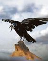 ROOK-IE MISTAKE ROOK-IE MISTAKE