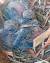 Chicks bring hope for extinct-in-the-wild dove species Chicks bring hope for extinct-in-the-wild dove species