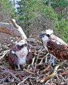 Ospreys lay first egg of the year Ospreys lay first egg of the year