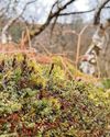 Island's habitat to be restored Island's habitat to be restored