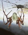 'Zombie spiders' in Fungarium