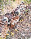 Record number of hen harriers killed or missing, RSPB warns10