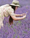 Blooming lovely lavender farm is open for visitors1
