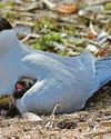 Arctic tern numbers down nearly a third at key site20