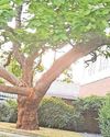 Plans to cut low hanging limbs on tree in Coventry4