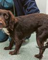 Massive spike in cases of animal abuse in region Coventry Telegraph