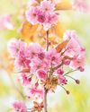 Blossom into life this April12