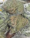 Police unearth cannabis farm in house after a tip-off Police unearth cannabis farm in house after a tip-off3