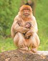 Monkey magic! Wildlife forest celebrates quartet of new Barbary macaque arrivals Monkey magic! Wildlife forest celebrates quartet of new Barbary macaque arrivals6