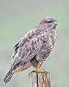 RSPB: Birds of prey persecuted at least 921 times in last decade RSPB: Birds of prey persecuted at least 921 times in last decade12